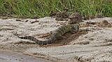 Nile monitor digging a nest or looking for food